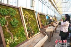 郑州园艺师创作植物壁画 可挂墙上